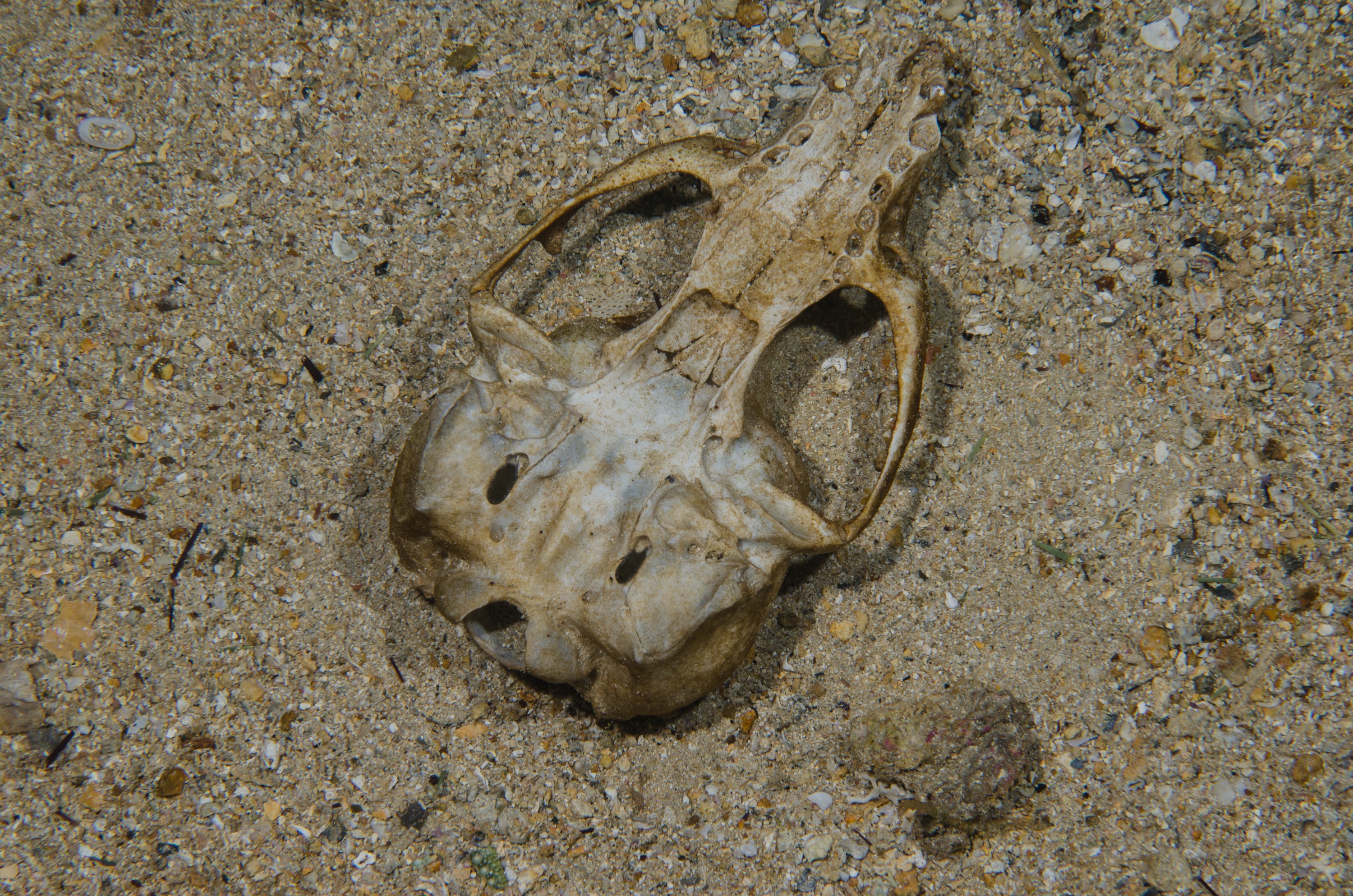DSC_8219 – Underwater, seal, skull, poor, knights, marine, reserve, Crispin, marine, new zealand, zealand, new, nz,